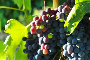 5 cantine in toscana