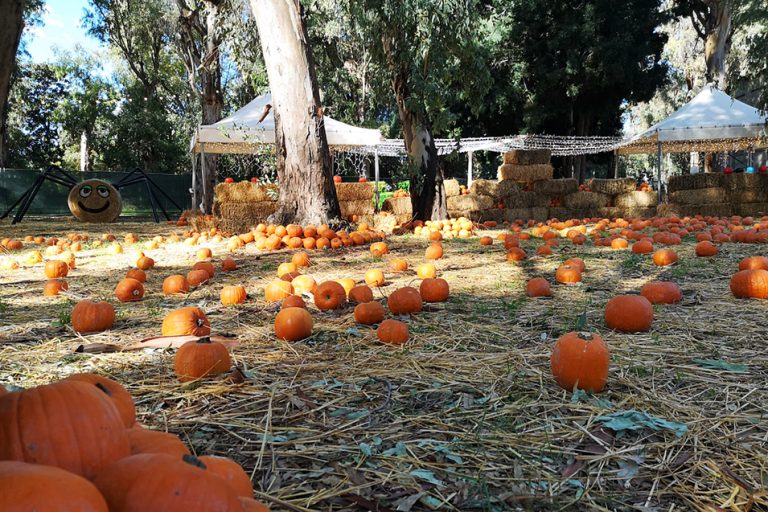 fuori di zucca mostra d'oltremare