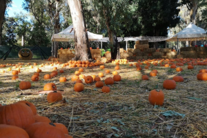 fuori di zucca