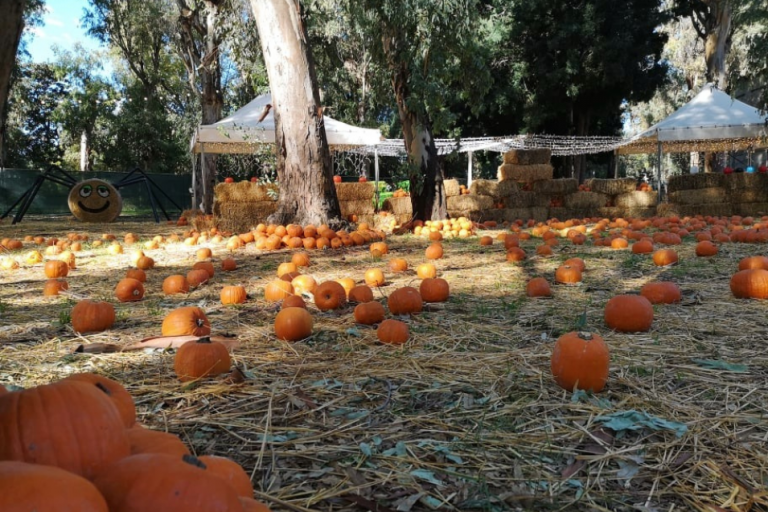 fuori di zucca