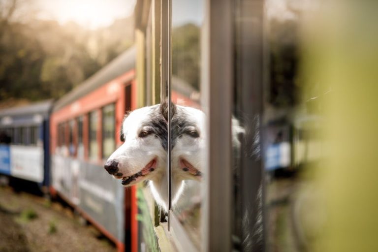trenitalia cani