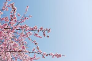 primavera