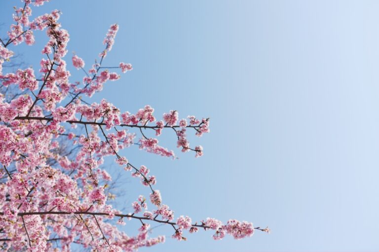 primavera