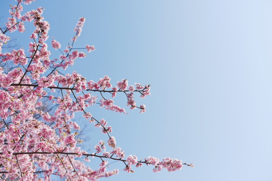 primavera